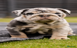 English Bulldog dogs for sale: Grey Merle male english bulldog puppy - Image 28