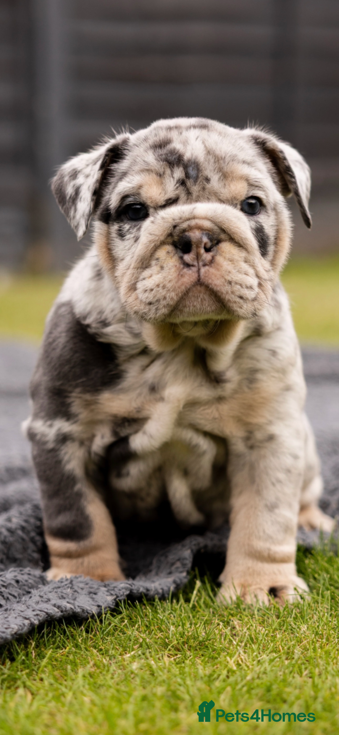 English Bulldog dogs for sale: Grey Merle male english bulldog puppy - Image 28