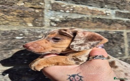 Miniature Dachshund dogs for sale: *LAST BOY* PRA CLEAR MINIATURE DACHSHUND PUPPIES  - Image 8
