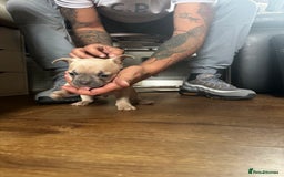 French Bulldog dogs for sale: 2 x French Bulldog Puppies (1 Boy & 1 Girl) - Image 14