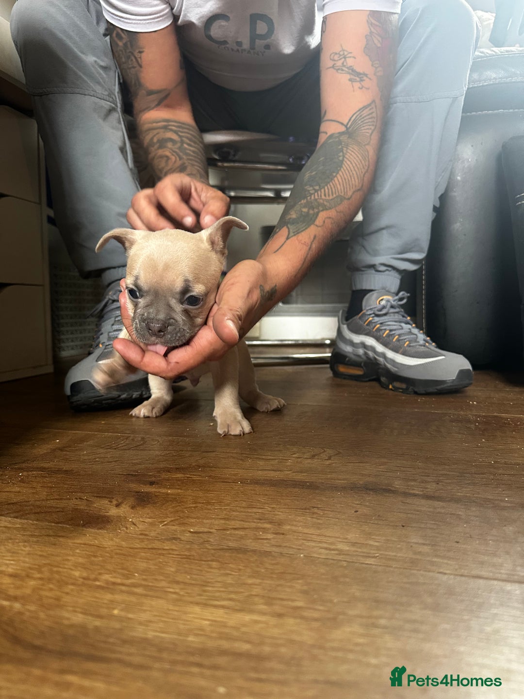 French Bulldog dogs for sale: 2 x French Bulldog Puppies (1 Boy & 1 Girl) - Image 14