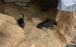 German Shepherd dogs for sale: German Shepard Puppies - Image 5