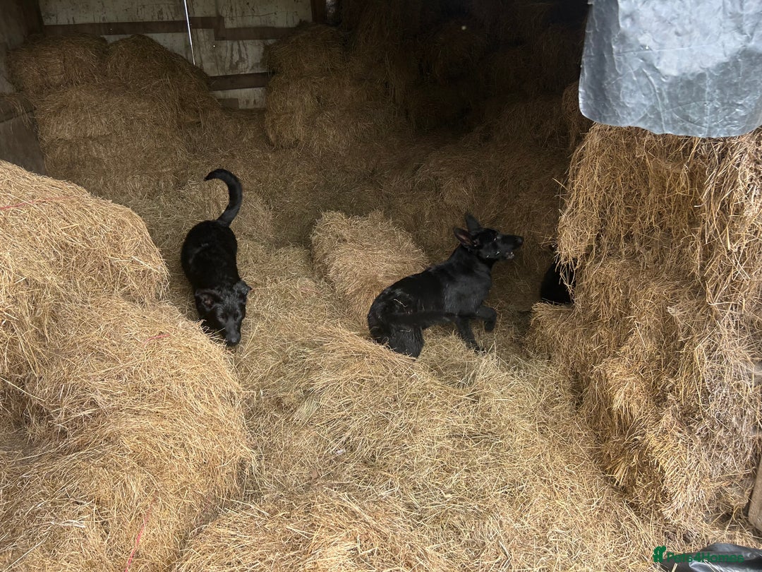 German Shepherd dogs for sale: German Shepard Puppies - Image 5