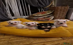 Miniature Schnauzer dogs for sale: Stunning miniature schnauzers  - Advert 1