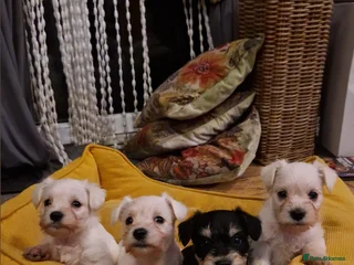 Miniature Schnauzer dogs Stunning miniature schnauzers - Advert 1