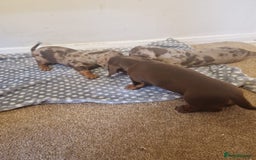 Miniature Dachshund dogs for sale: Chocolate Isabelle dapple miniature dachshund - Image 6