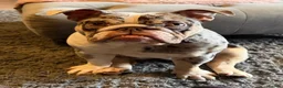 English Bulldog dogs for sale: Beautiful MERLE rare English Bulldog 🌸 - Advert 5