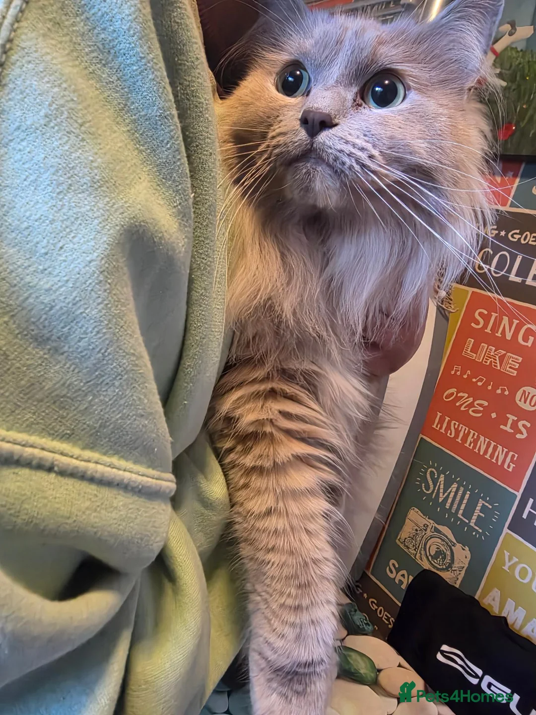 Ragdoll cats for sale: Neutured/Polydactyl  - Advert 2