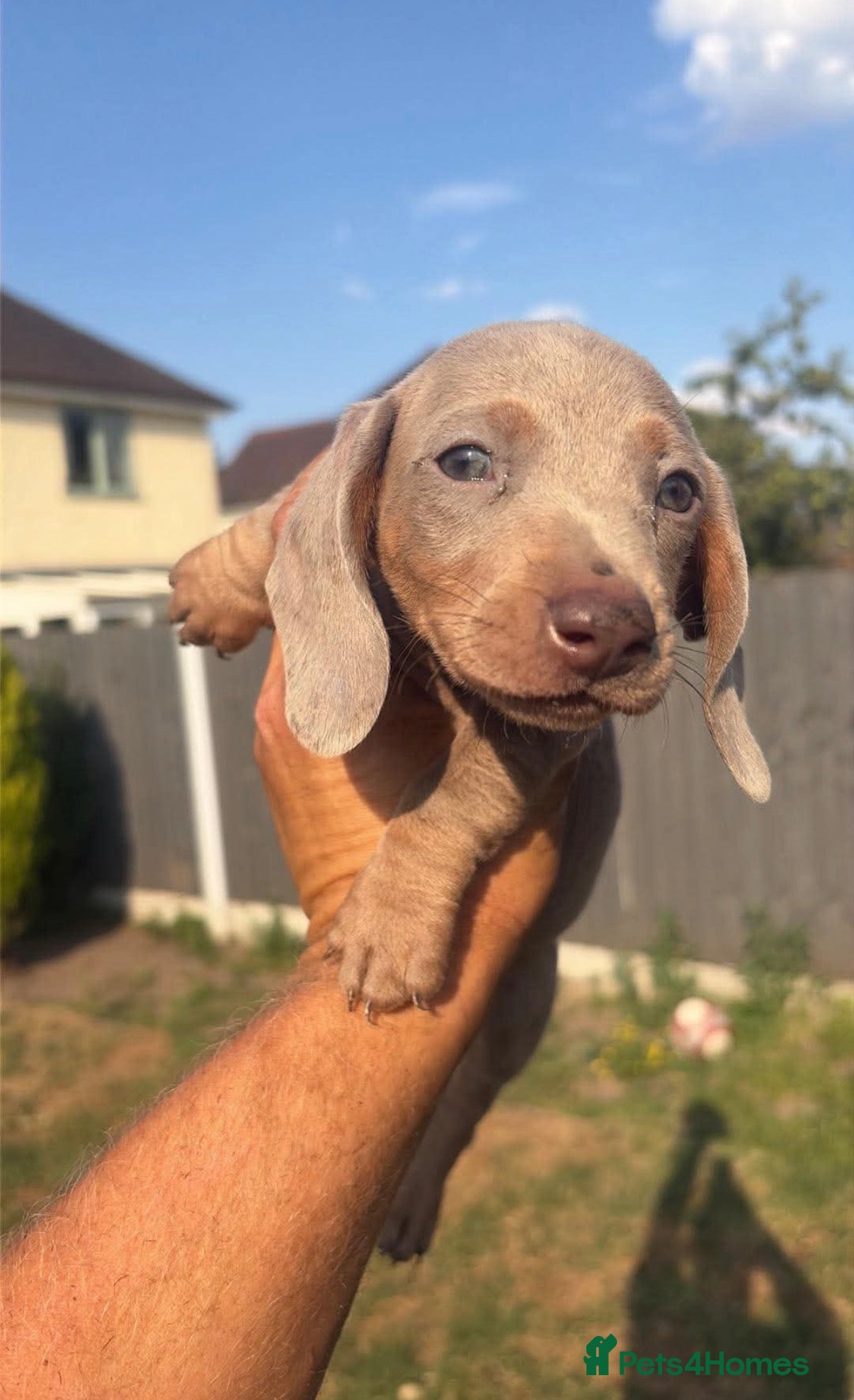 Miniature Dachshund dogs Mini dachshund 1 left (675 due to let down )  - Advert 2