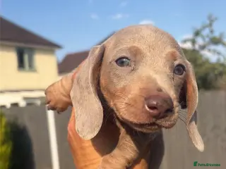 Miniature Dachshund dogs Mini dachshund 1 left (675 due to let down ) - Advert 2