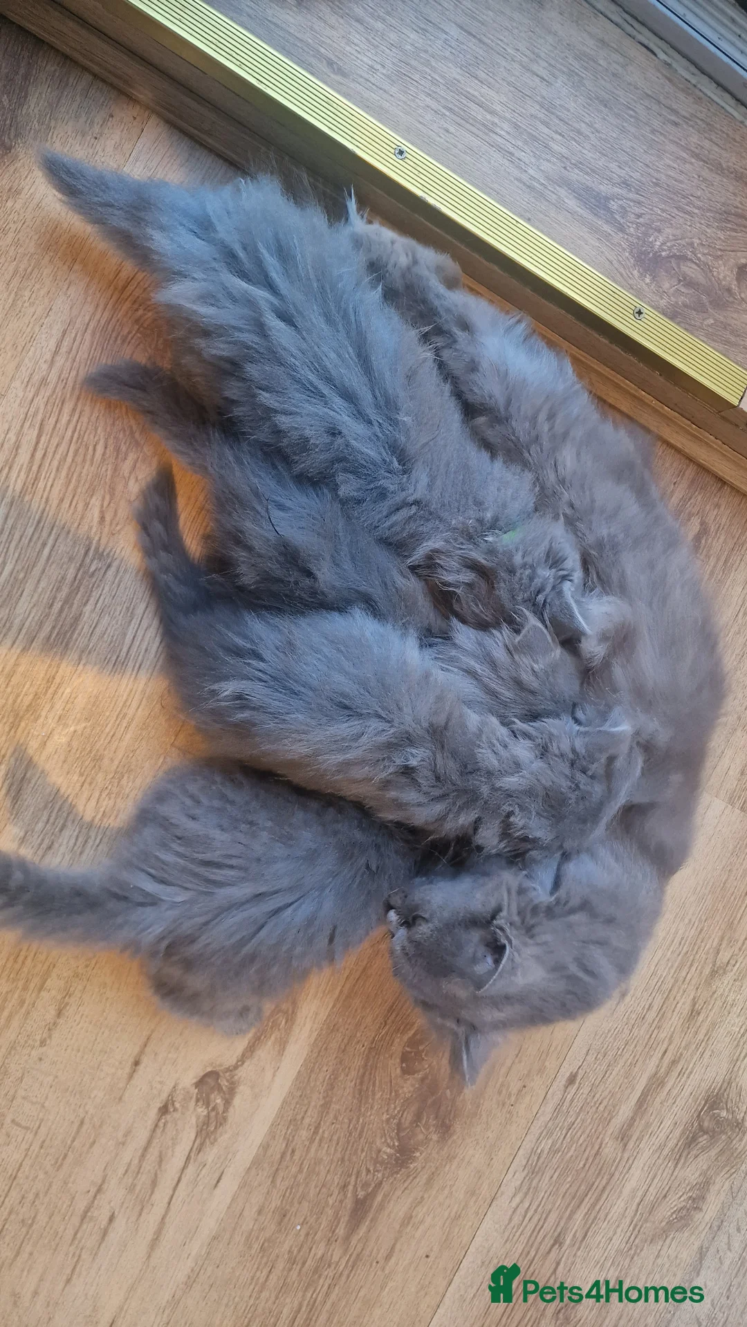 British Longhair cats for sale:  Gorgeous British Blue longhair kittens - Advert 8