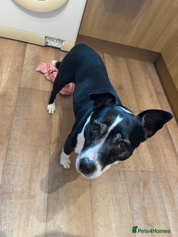 Mixed Breed dogs in Halstead - Advert 8