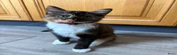 Mixed Breed cats for sale: Female kitten 18 weeks old - Advert 2