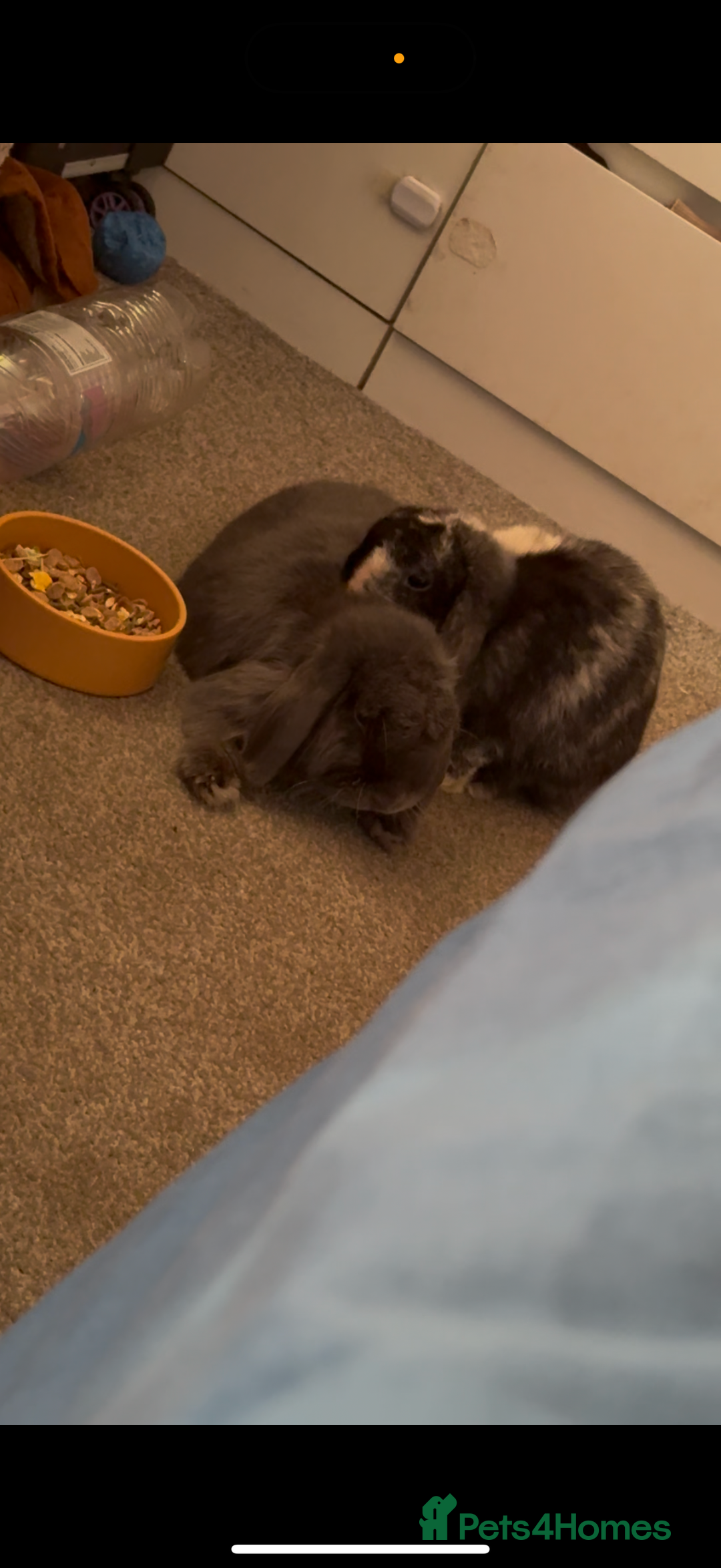 Mini Lop rabbits for sale: 2 mini lop rabbits bonded prefer to go together - Image 4