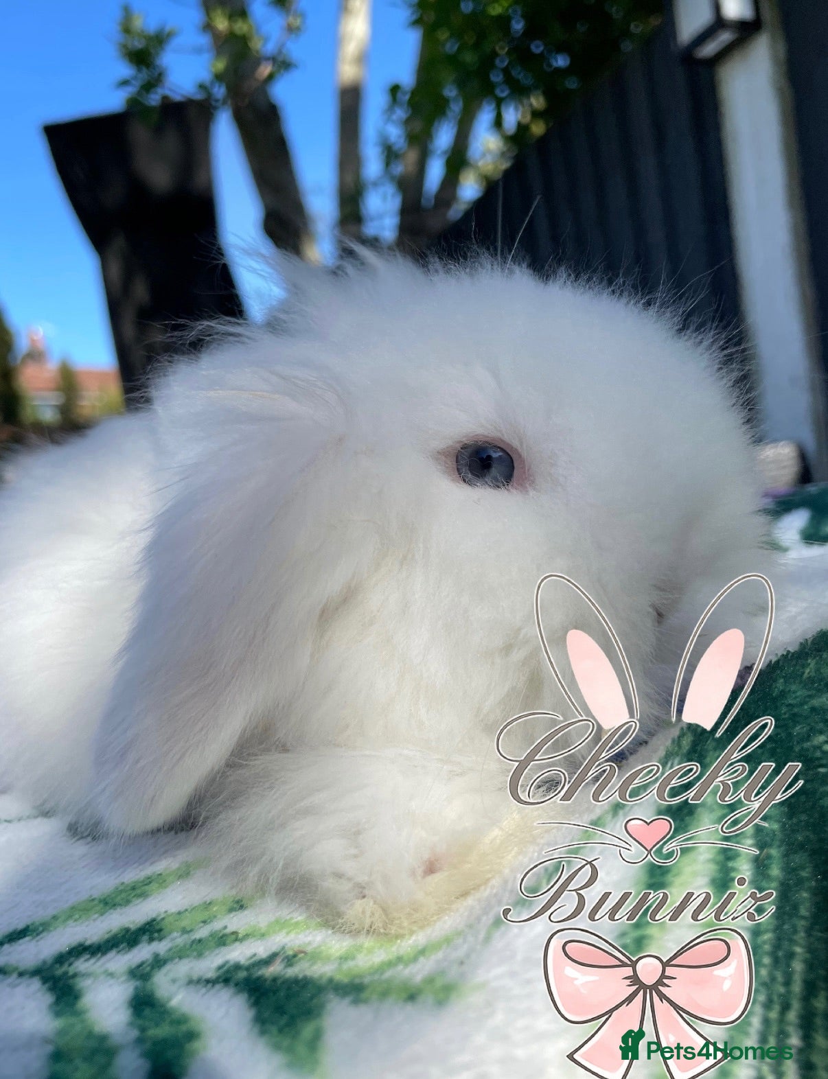 Mini Lion Lop rabbits Stunning TeddyWidder Babies  - Advert 2