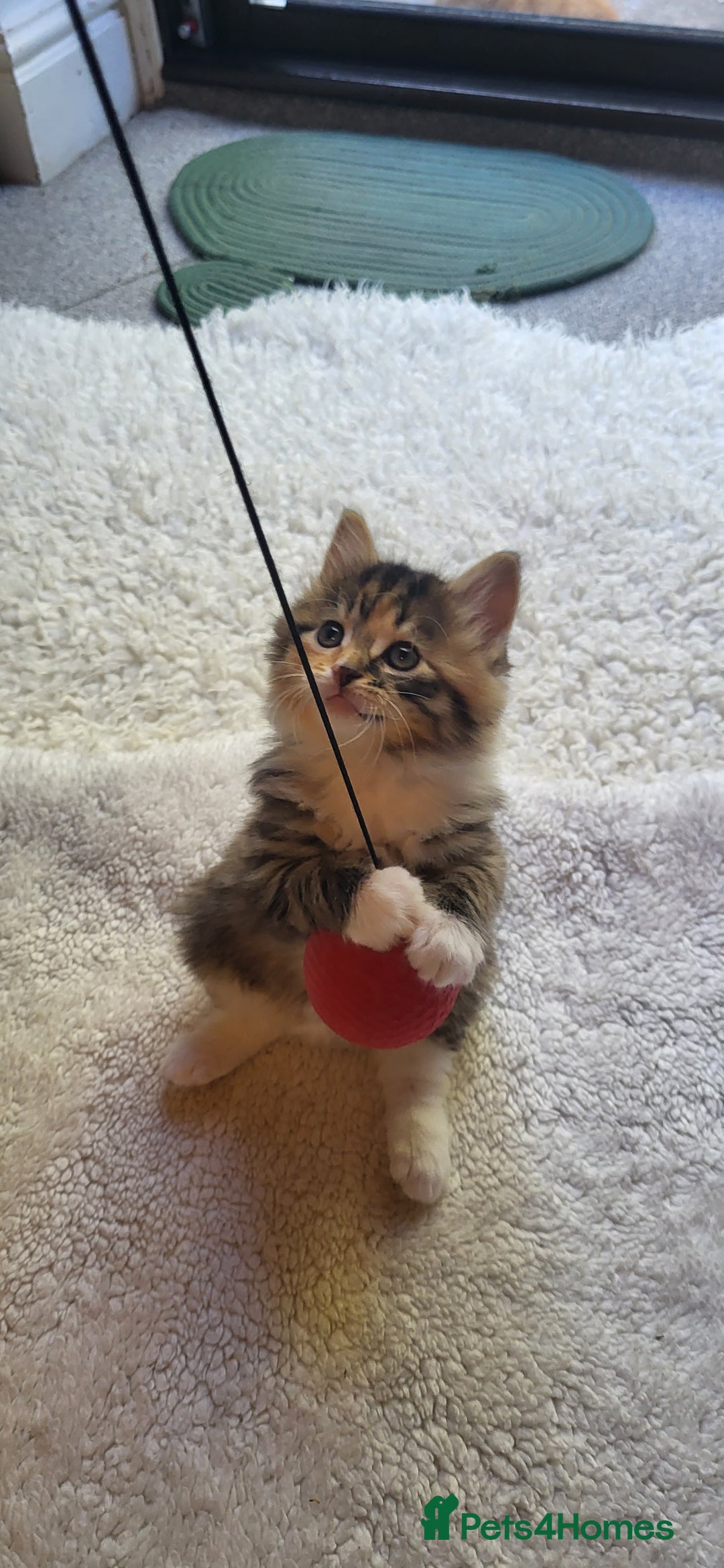 Mixed Breed cats for sale: Lovely kittens Looking for new Homes  - Image 8