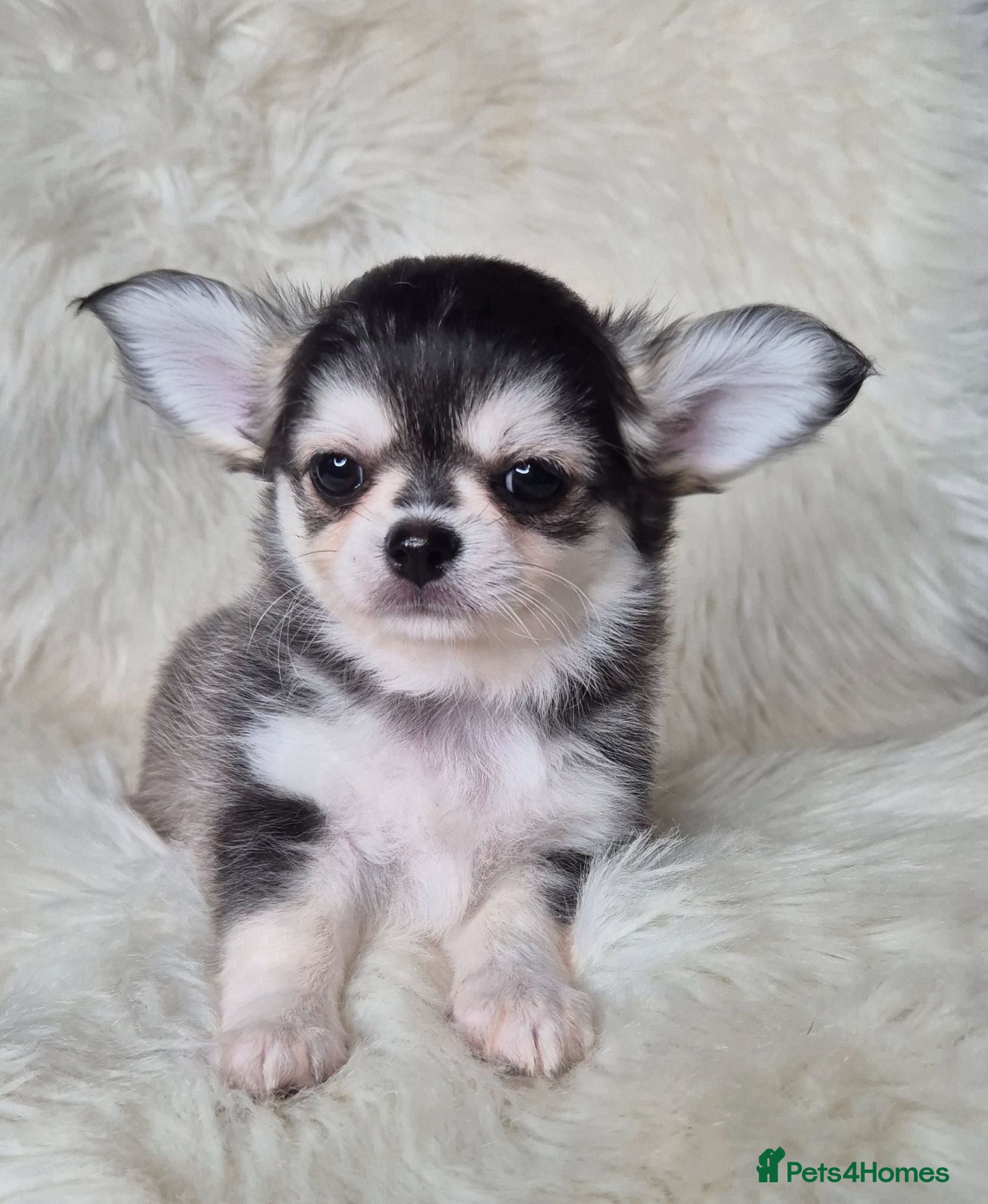 Chihuahua dogs KC registered chihuahua puppies  - Advert 6
