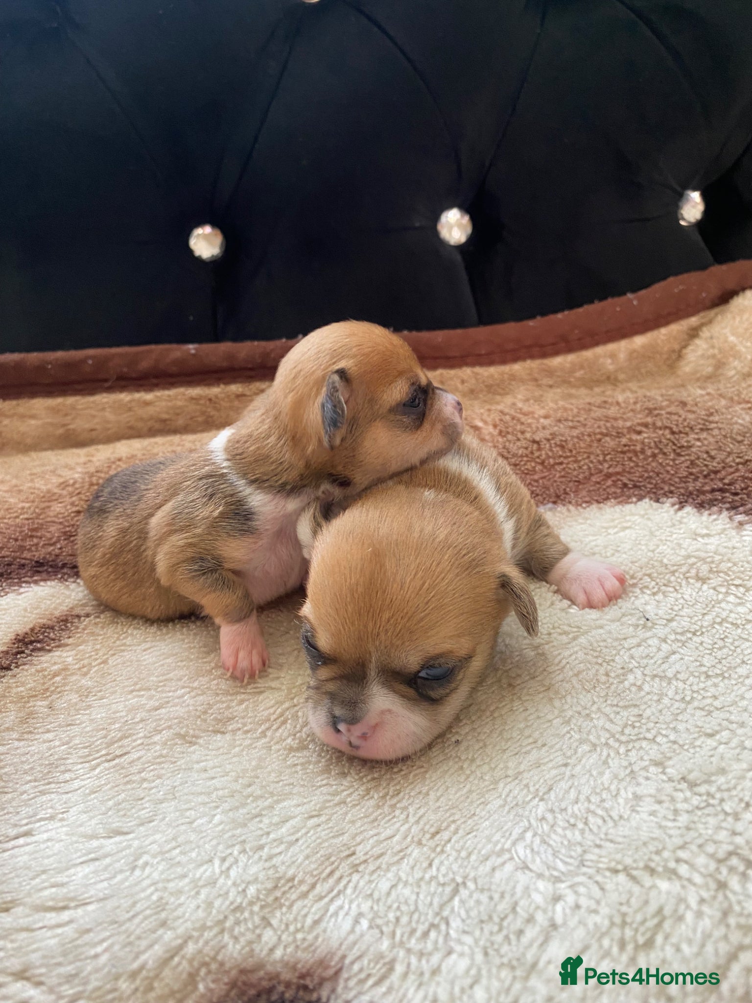 Chihuahua dogs Chihuahua puppies 3 💙Ánd 2🩷! - Advert 6
