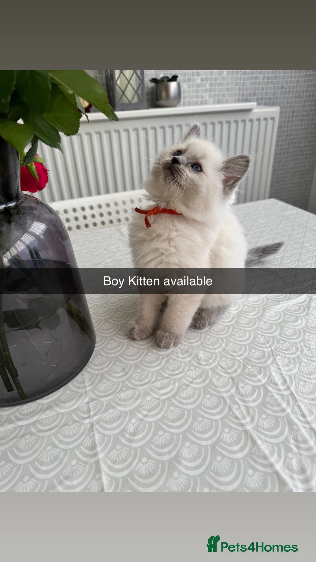 Ragdoll cats for sale: Ragdoll kitten - Advert 2