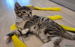 Domestic Shorthair cats for sale: Tabby Cuddly kittens- microchip+1st vaccination  - Image 12