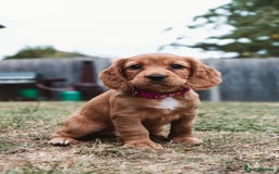 Cocker Spaniel dogs for stud: Gunner, KC Registered, Fully Health Tested WCS in Bury Saint Edmunds - Image 9