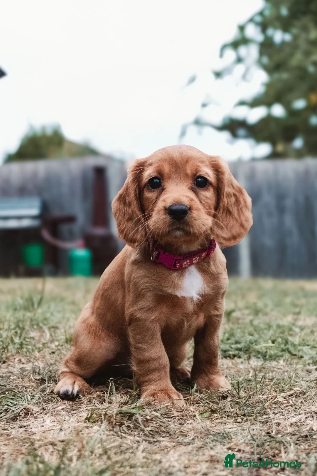 Cocker Spaniel dogs for stud: Gunner, KC Registered, Fully Health Tested WCS in Bury Saint Edmunds - Advert 9