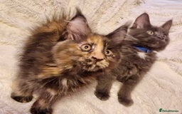 Maine Coon cats for sale: 🌟Ready to leave 4 XL Maine Coons active available - Image 14