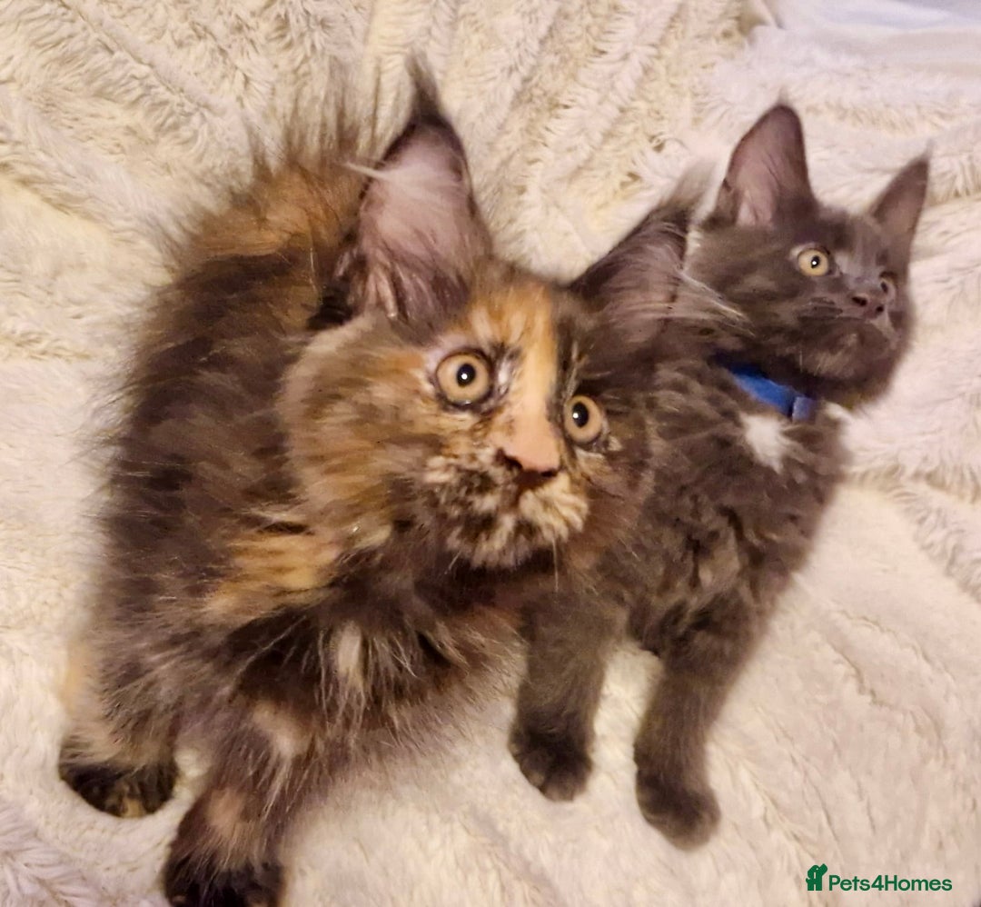 Maine Coon cats for sale: 🌟Ready to leave 4 XL Maine Coons active available - Image 14