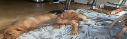 Labrador Retriever dogs for sale: Stunning Fox Red Labrador Retriever puppies - Advert 6