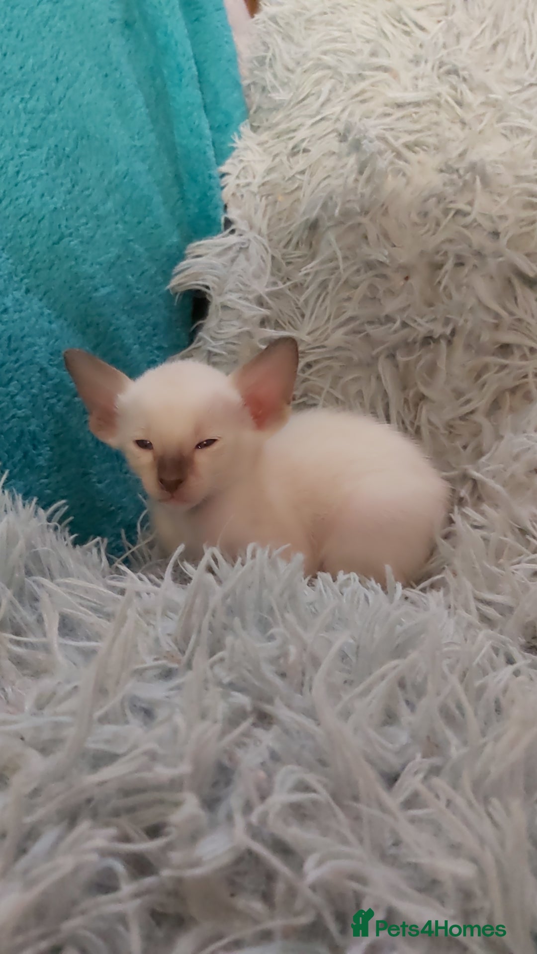 Oriental cats for sale: Full Pedigree Oriental 6 Kittens XL size ears GCCF - Image 11