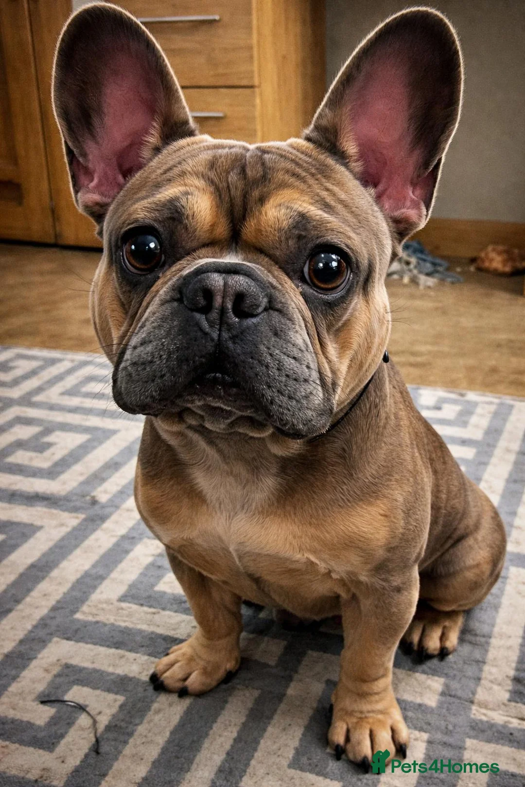 French Bulldog dogs for sale: French Bulldog Forsale in Consett - Advert 1