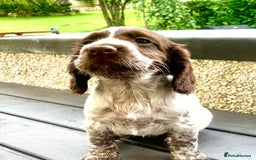 Cocker Spaniel dogs for sale: Working Cocker Spaniels. - Image 11