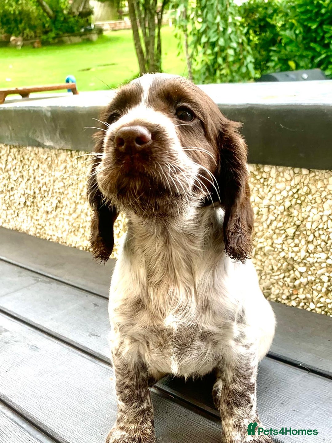 Cocker Spaniel dogs for sale: Working Cocker Spaniels. - Image 11