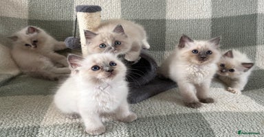 Ragdoll cats - Advert 6