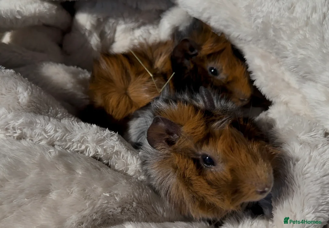 Guinea Pig rodents for sale: Abyssinian Boy Guinea pigs x2 in Barnsley - Advert 2