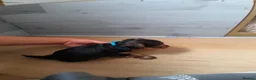 Yorkshire Terrier dogs for sale: Beautiful puppies - Advert 4