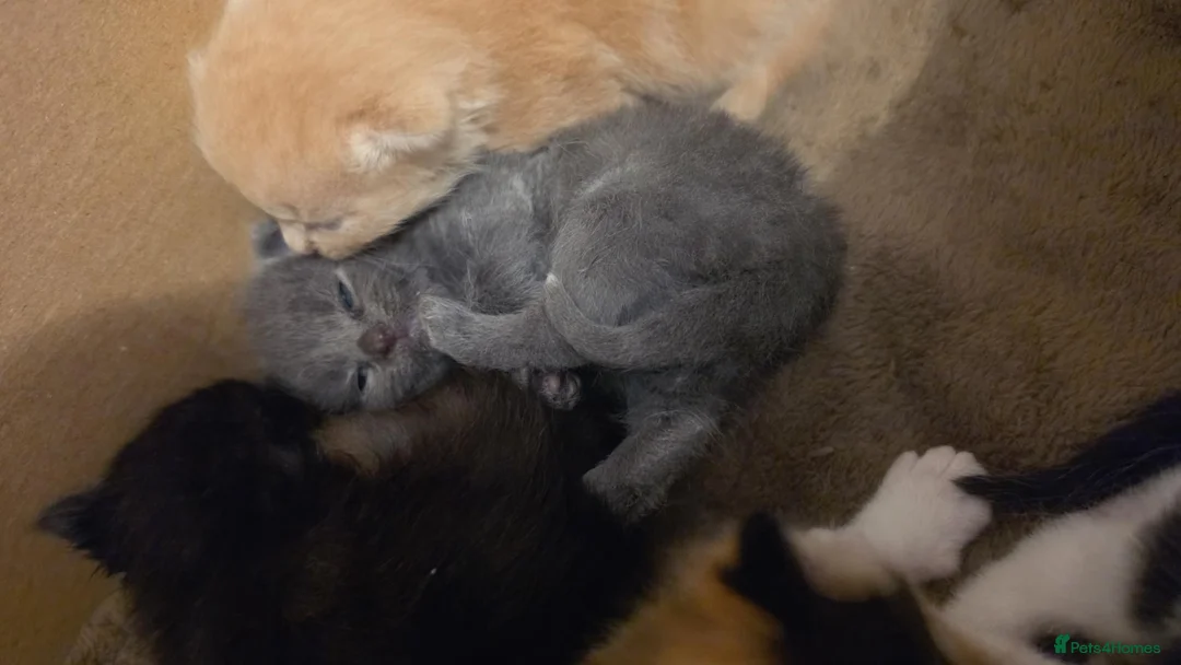 Mixed Breed cats for sale: One grey calico cross bsh kitten  - Advert 1