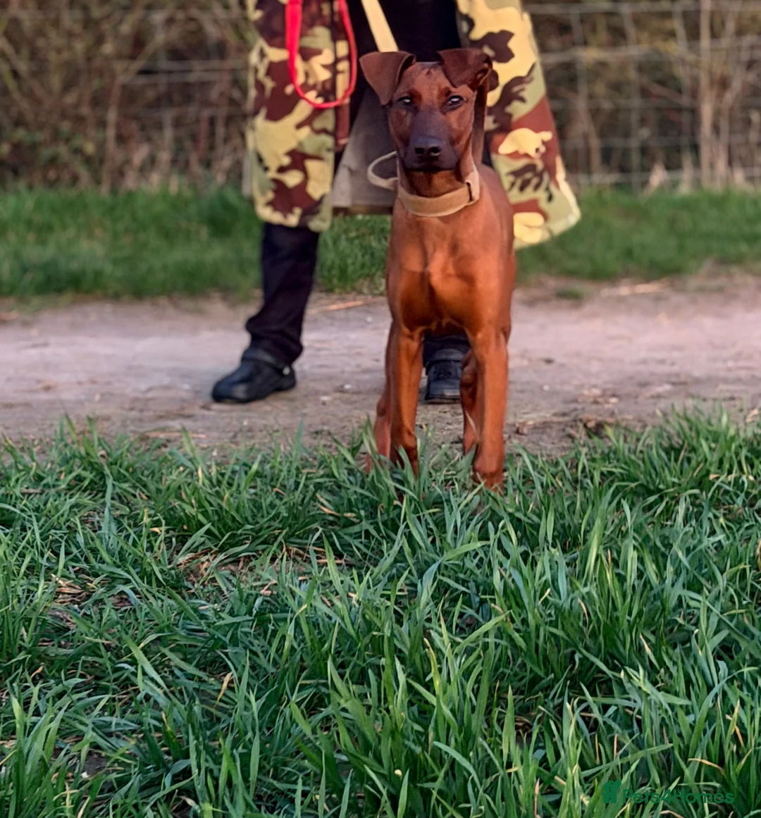 Dobermann dogs for sale: 6 month old Dobermann hybrid  - Advert 1