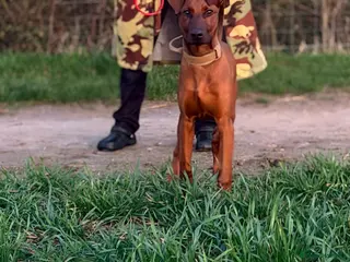 Dobermann dogs 6 month old Dobermann hybrid - Advert 8