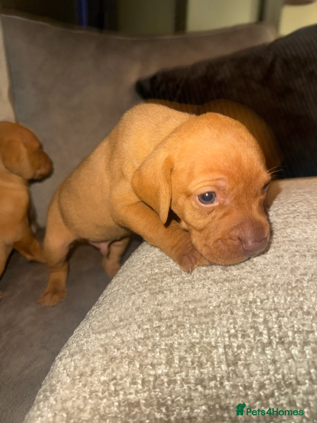 Hungarian Vizsla dogs for sale: Hungarian Vizsla KC Puppies excellent Pedigree - Advert 32