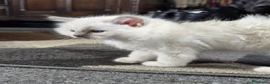 Ragdoll 2