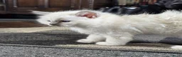 Ragdoll cats for sale: 3 big male  - Advert 9