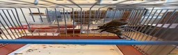 Mixed Breed birds for sale: Goldfinch mules in Manchester - Advert 1