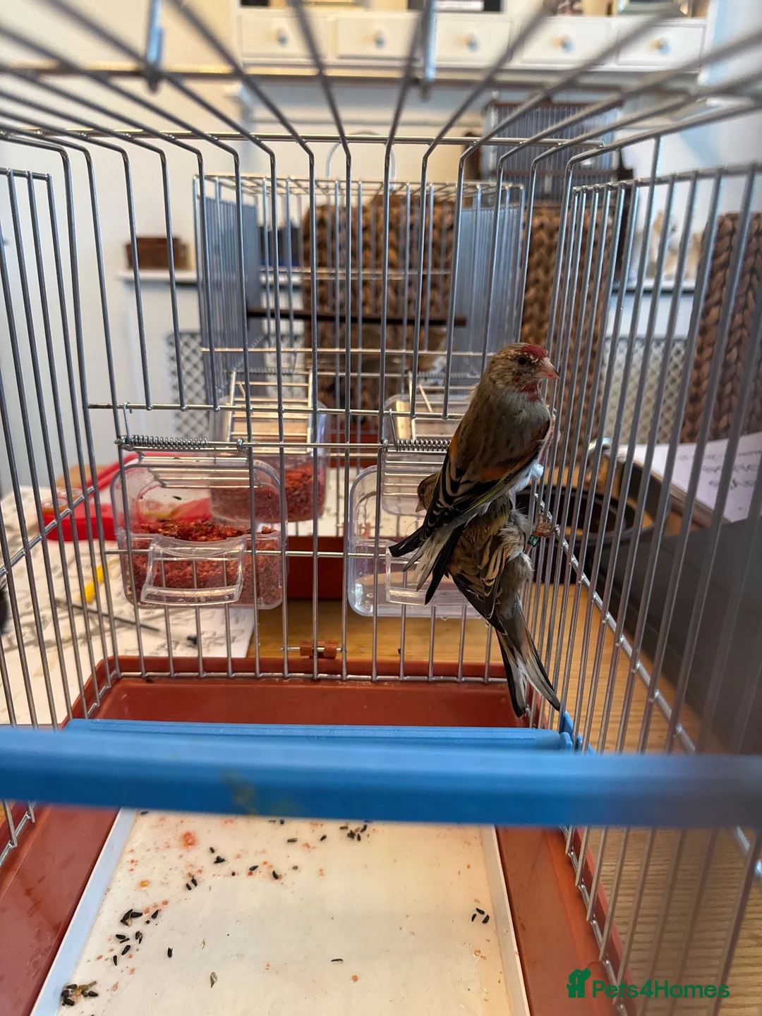 Mixed Breed birds for sale: Goldfinch mules in Manchester - Advert 1