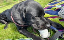 Labrador Retriever dogs for sale: Black Lab - Image 5