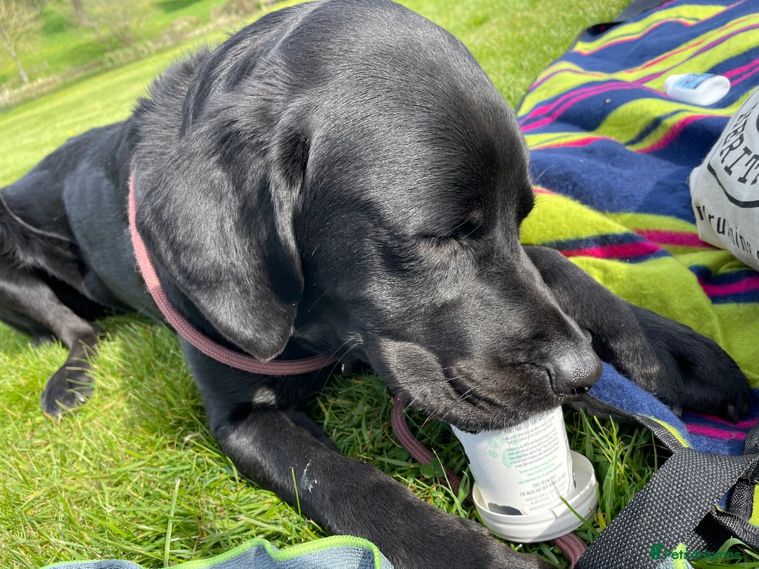 Labrador Retriever dogs for sale: Black Lab - Image 5