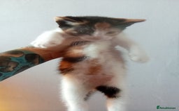 Mixed Breed cats for sale: 4 stunning babies READY NOW Calico and black&white - Image 19