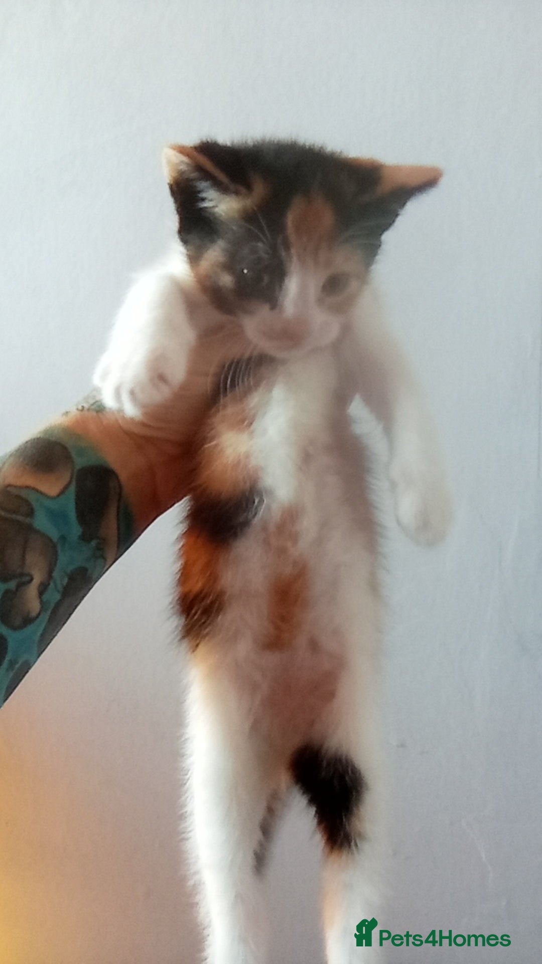 Mixed Breed cats for sale: 4 stunning babies READY NOW Calico and black&white - Image 19