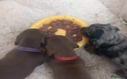 Miniature Dachshund dogs for sale: Miniature dachshund  - Image 11