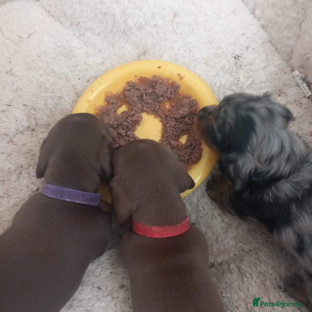 Miniature Dachshund dogs for sale: Miniature dachshund  - Image 11